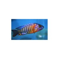 Aulonocara Stuartgrandi Red Flush Narungu Male