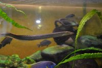 Mastacembelus Shiranus