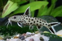Synodontis Nigrita Leopard