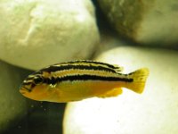 Melanochromis Auratus Maleri femelle