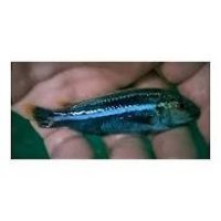 Melanochromis Auratus Maleri male