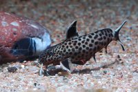 Synodontis petricola "Dwarf"