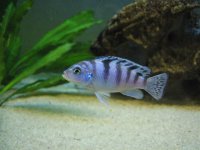 Pseudotropheus Lombardoi Femelle