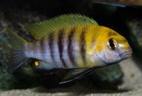 Tropheops sp. Chitimba blue male