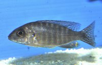Aulonocara Stuartgrandi Red Flush Narungu Femelle