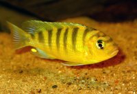 Pseudotropheus Lombardoi Male