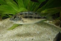 Protomelas Taeniolatus Namalenje Femelle