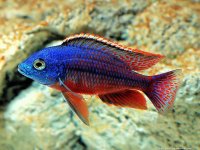 Protomelas Taeniolatus Namalenje Male