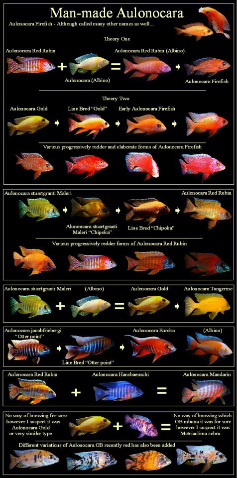 Hybrides Aulonocara